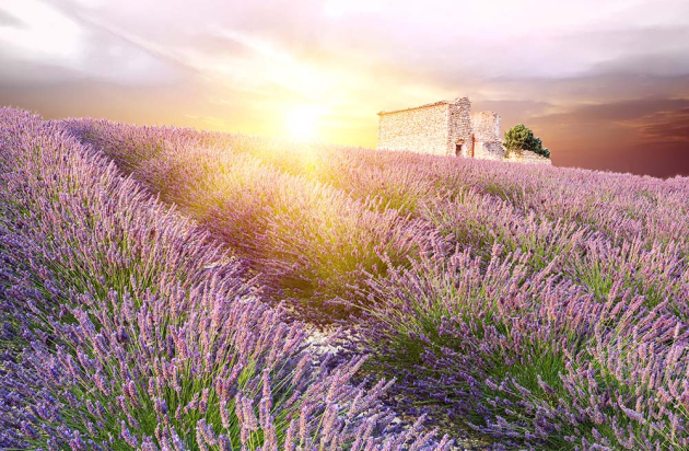 Лавандовое поле