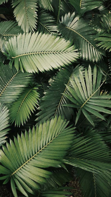 Зеленые листья тропиков