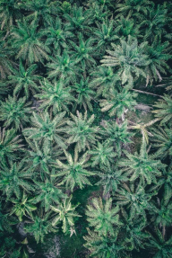 Вид на пальмы