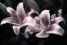 Розовые лилии