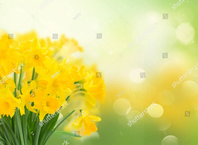 Нарциссы солнечным днем