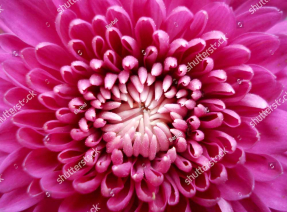 Яркая хризантема