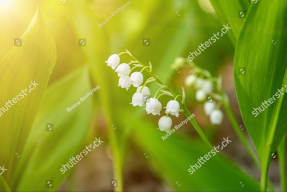 Ландыши в зелени