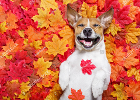 Довольный песик