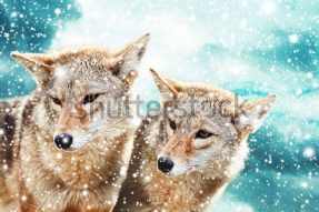 Пара волков