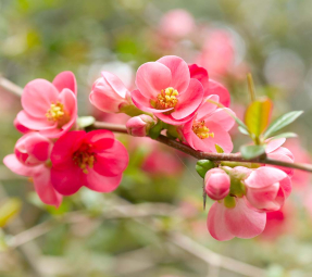 Цветы сакуры