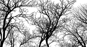 Ветки деревьев