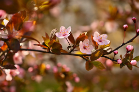 Цветущая ветка