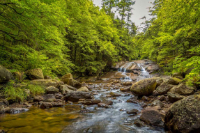 Маленький водопад в лесу