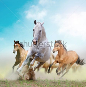 Дикие лошади