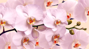 Большие орхидеи