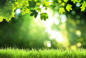 Зеленые листья