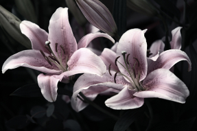 Цветок лилии