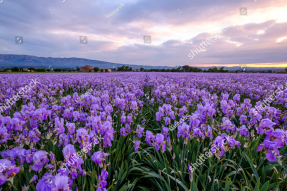 Поле ирисов