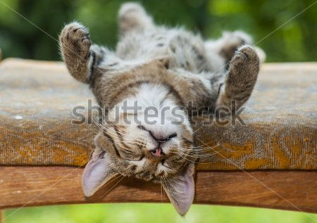 Кот