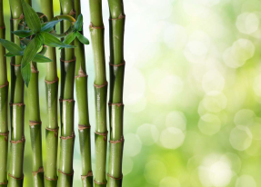 Бамбук