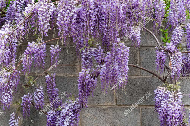 Ветки глицинии