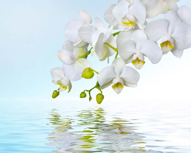 Цветы орхидеи над водой