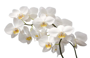 Белые орхидеи