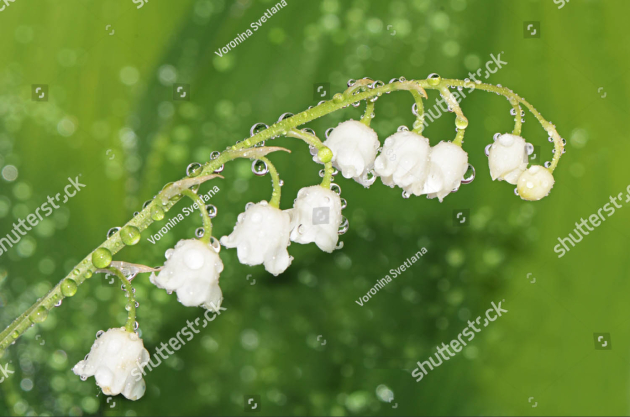 Ландыши в росе