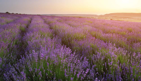 Поле лаванды