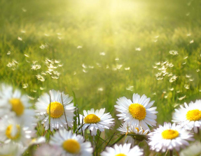 Ромашки