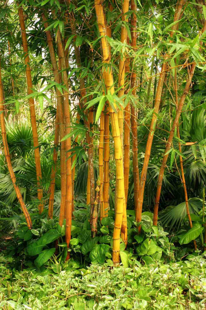 Зарості бамбука