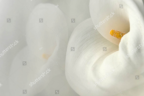 Каллы в дымке