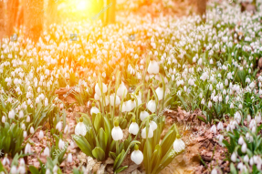 Лесные подснежники
