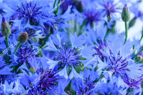 Васильковый фон