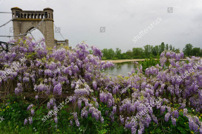 Сад глицинии