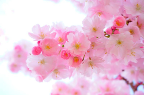 Ветка сакуры