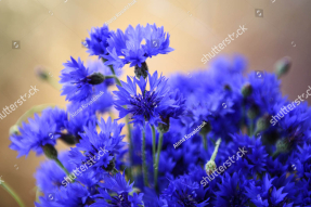 Букет васильков