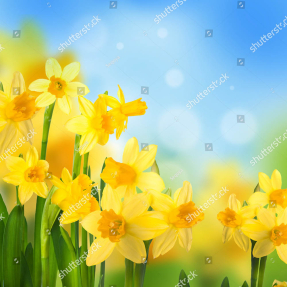 Яркие нарциссы