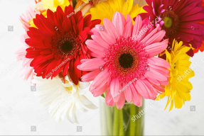 Герберы в букете