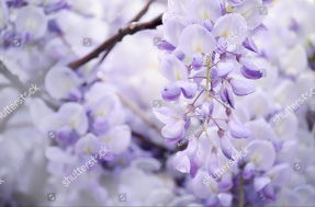 Цветущая ветка глицинии