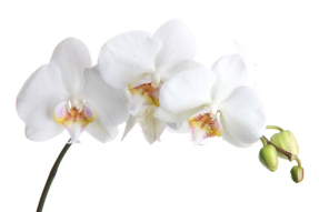 Белые орхидеи