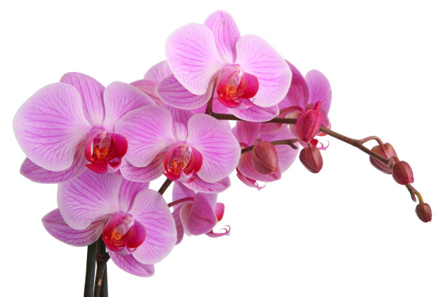 Орхидея