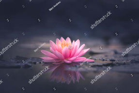 Водяная лилия