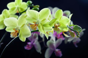 Зеленая орхидея