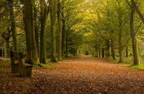 Аллея в парке