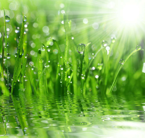 Трава над водой