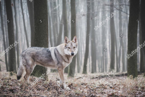 Волк в лесу