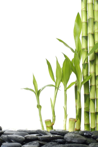 Бамбук и камни