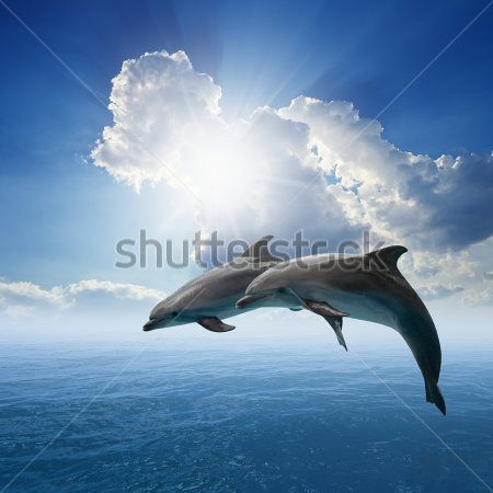 Дельфин