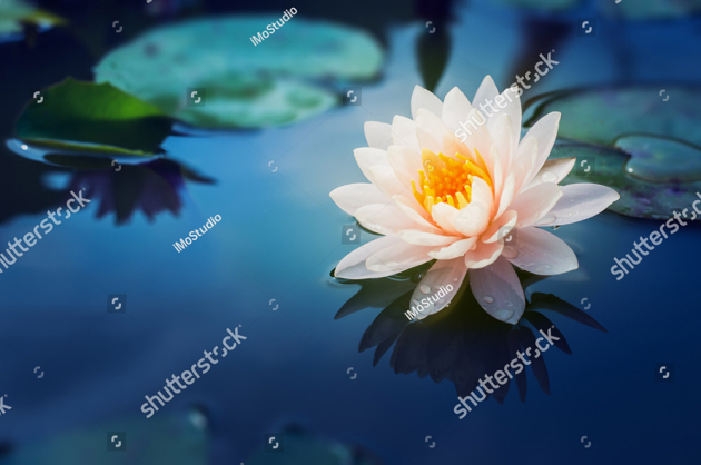 Водная лилия