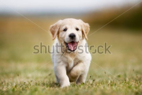 Retriever