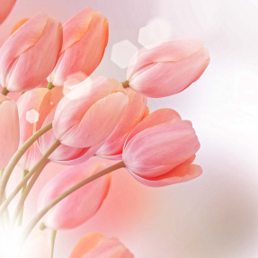 Нежные тюльпаны