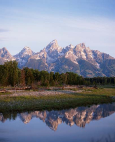 Цветы в горах