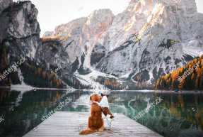 Собаки на природе